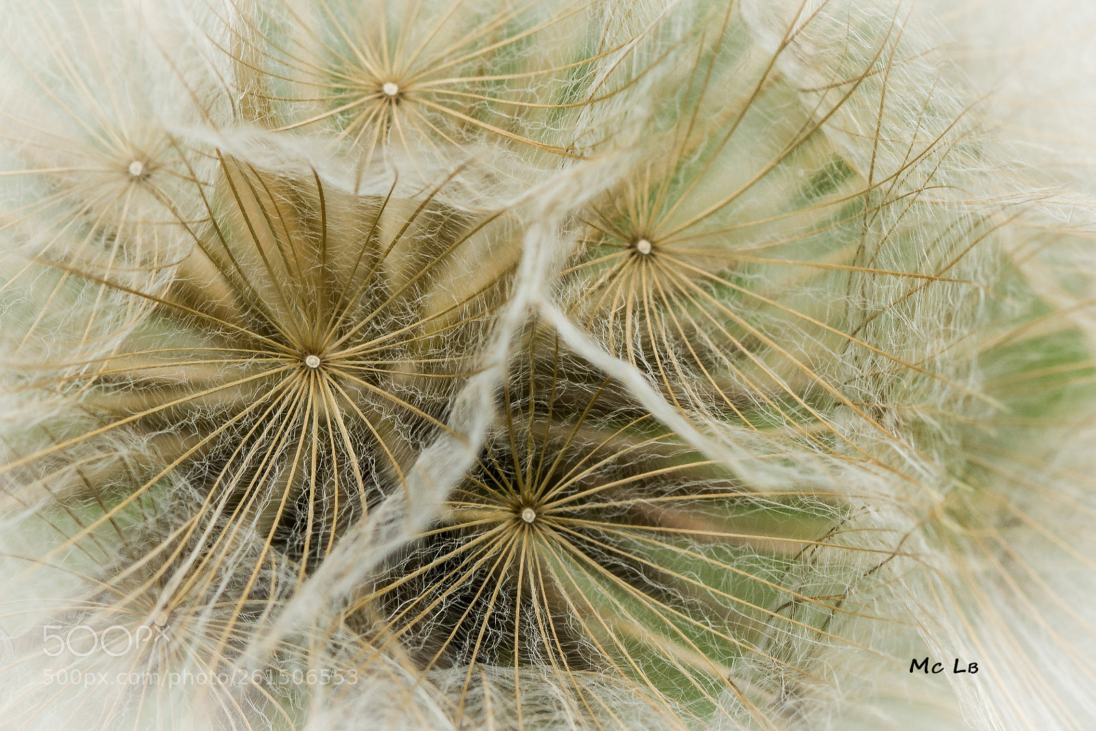 Nikon D7100 sample photo. Filigree flower - fleur photography