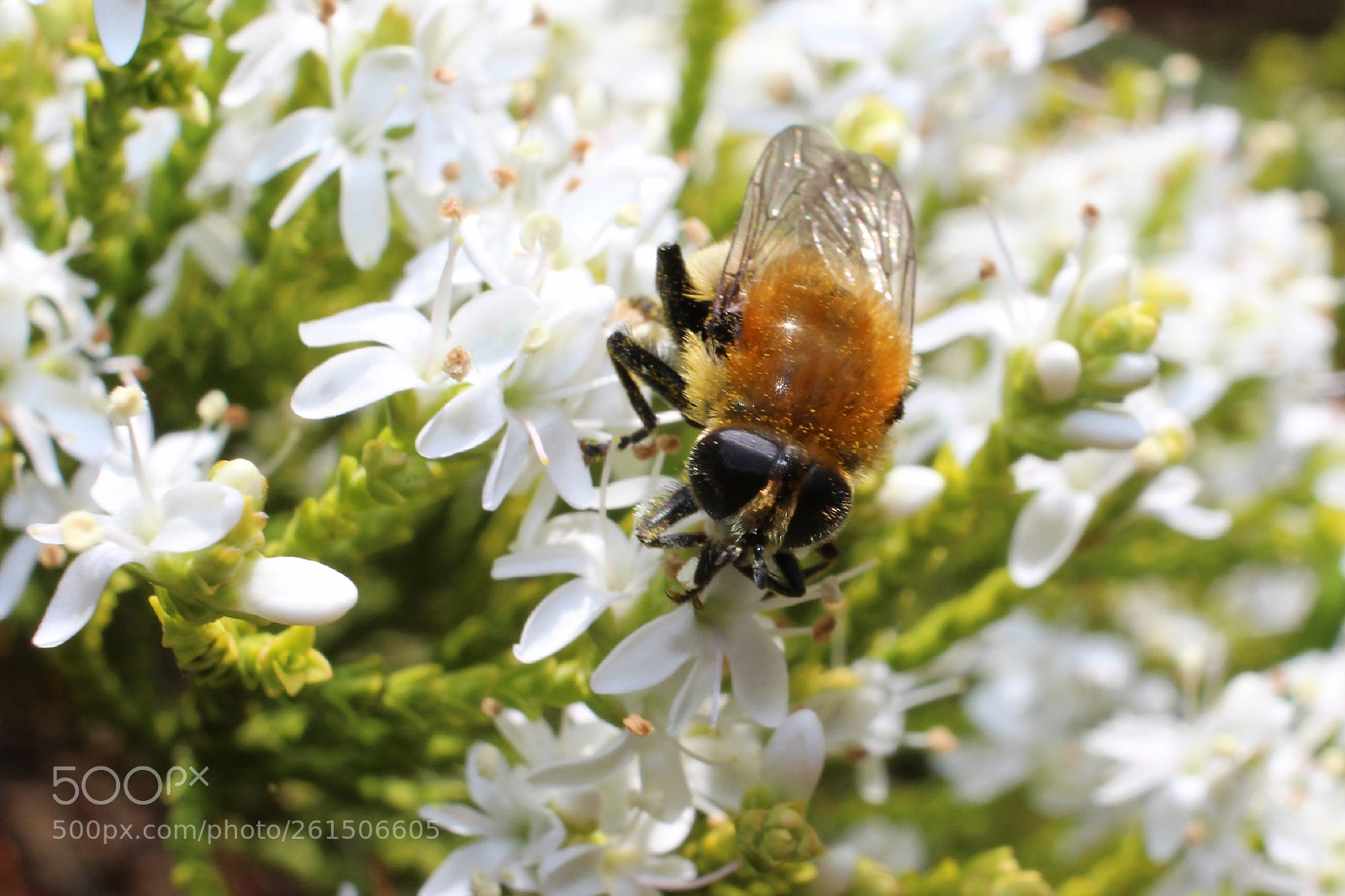 Canon EOS 700D (EOS Rebel T5i / EOS Kiss X7i) sample photo. Dreamy honey bee photography