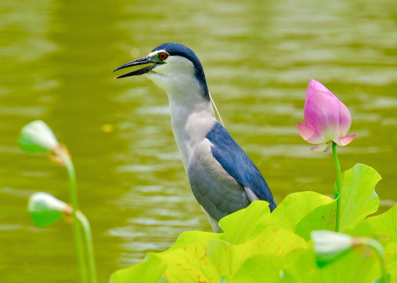 Fujifilm X-H1 sample photo. 夜鷺 black-crowned night heron photography