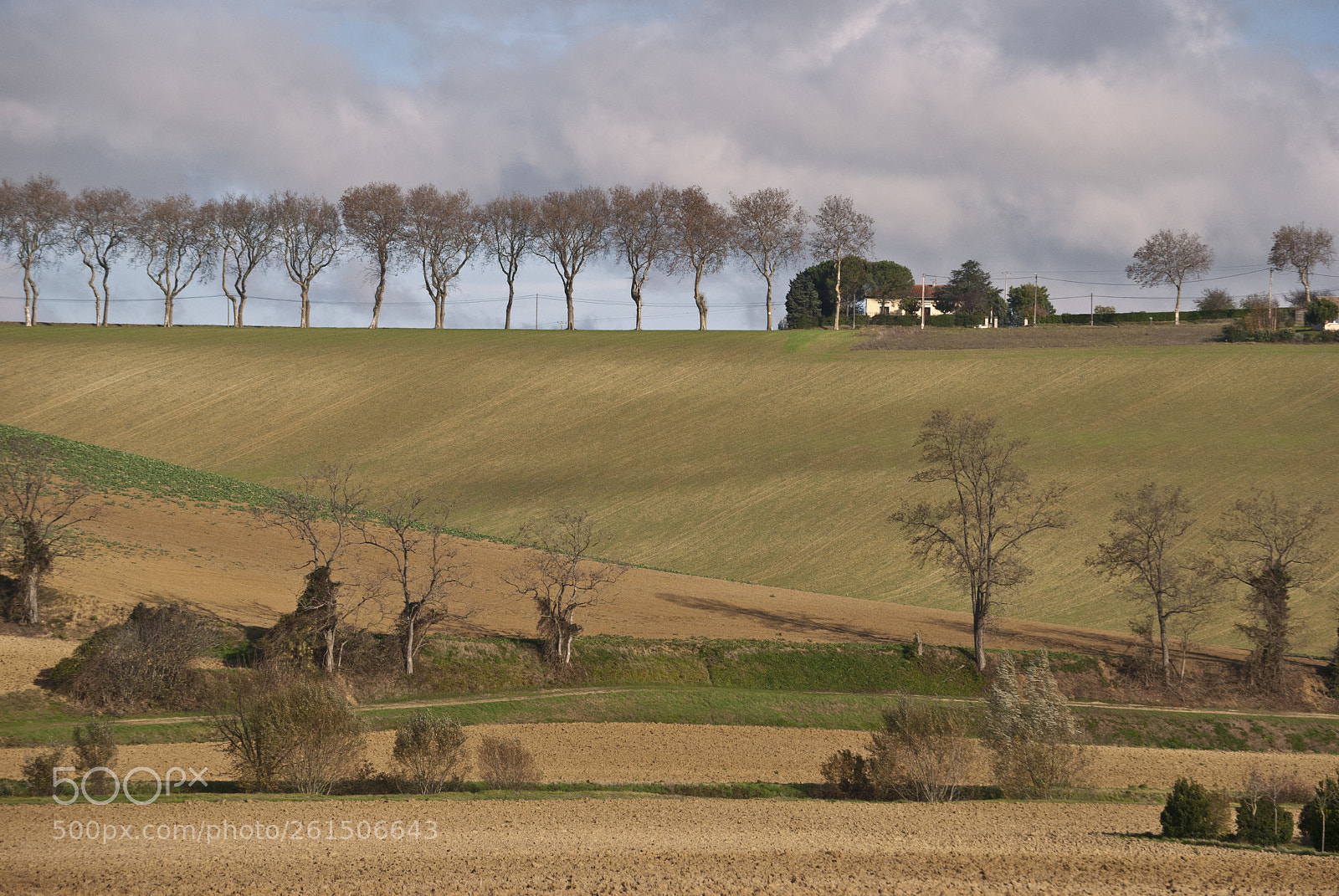 Nikon D60 sample photo. Field of lines photography