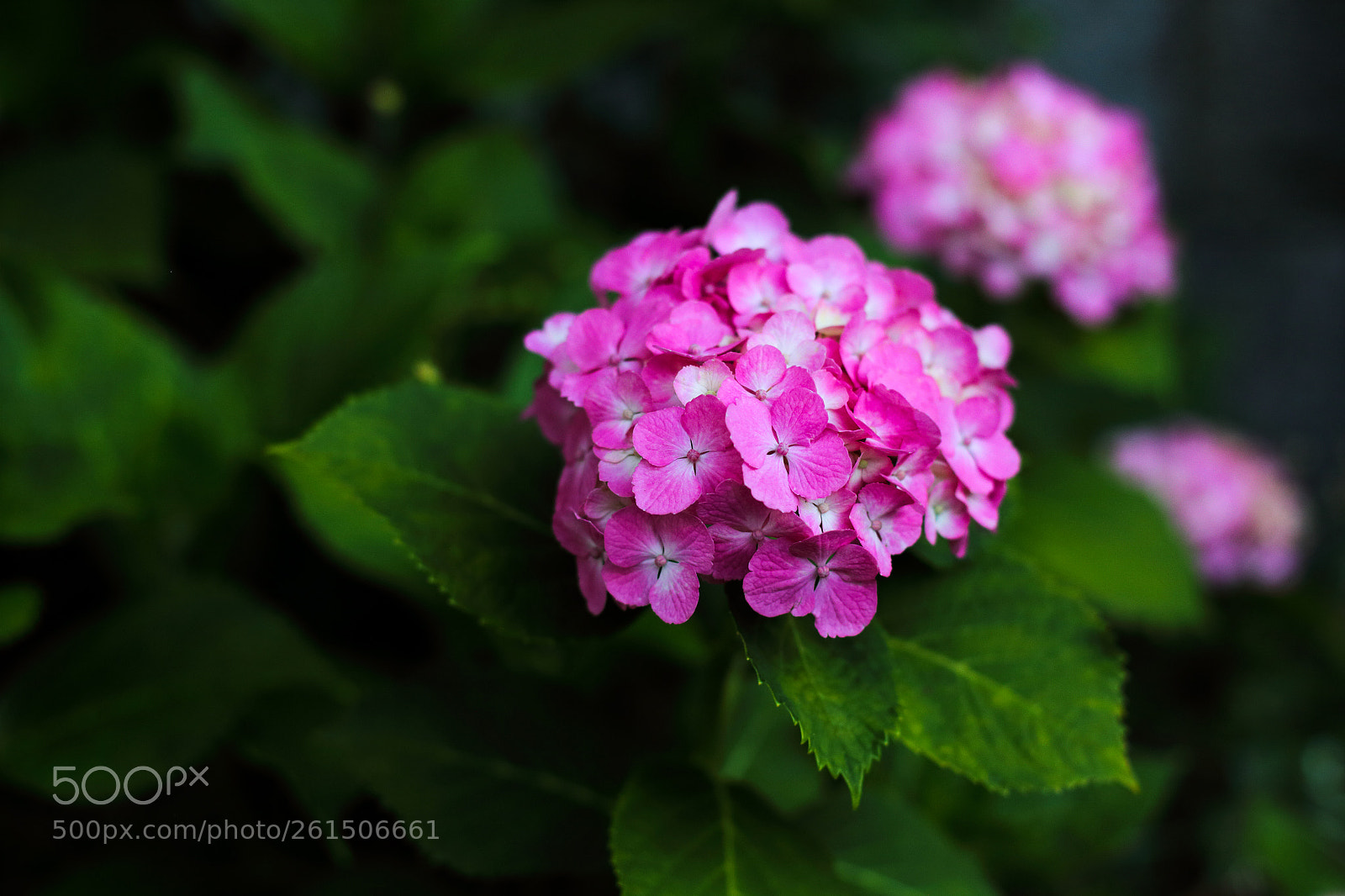 Canon EOS 6D sample photo. Pink hydrangea photography