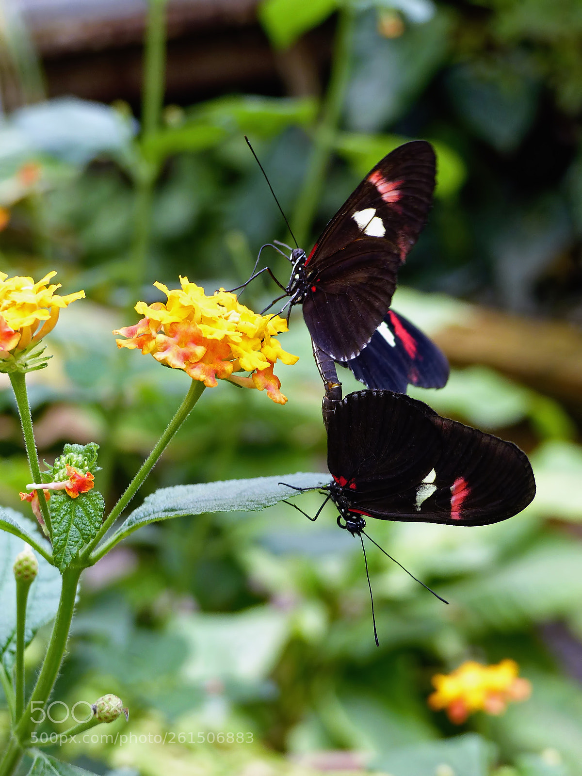 Panasonic Lumix DMC-FZ200 sample photo. A little butterfly of photography