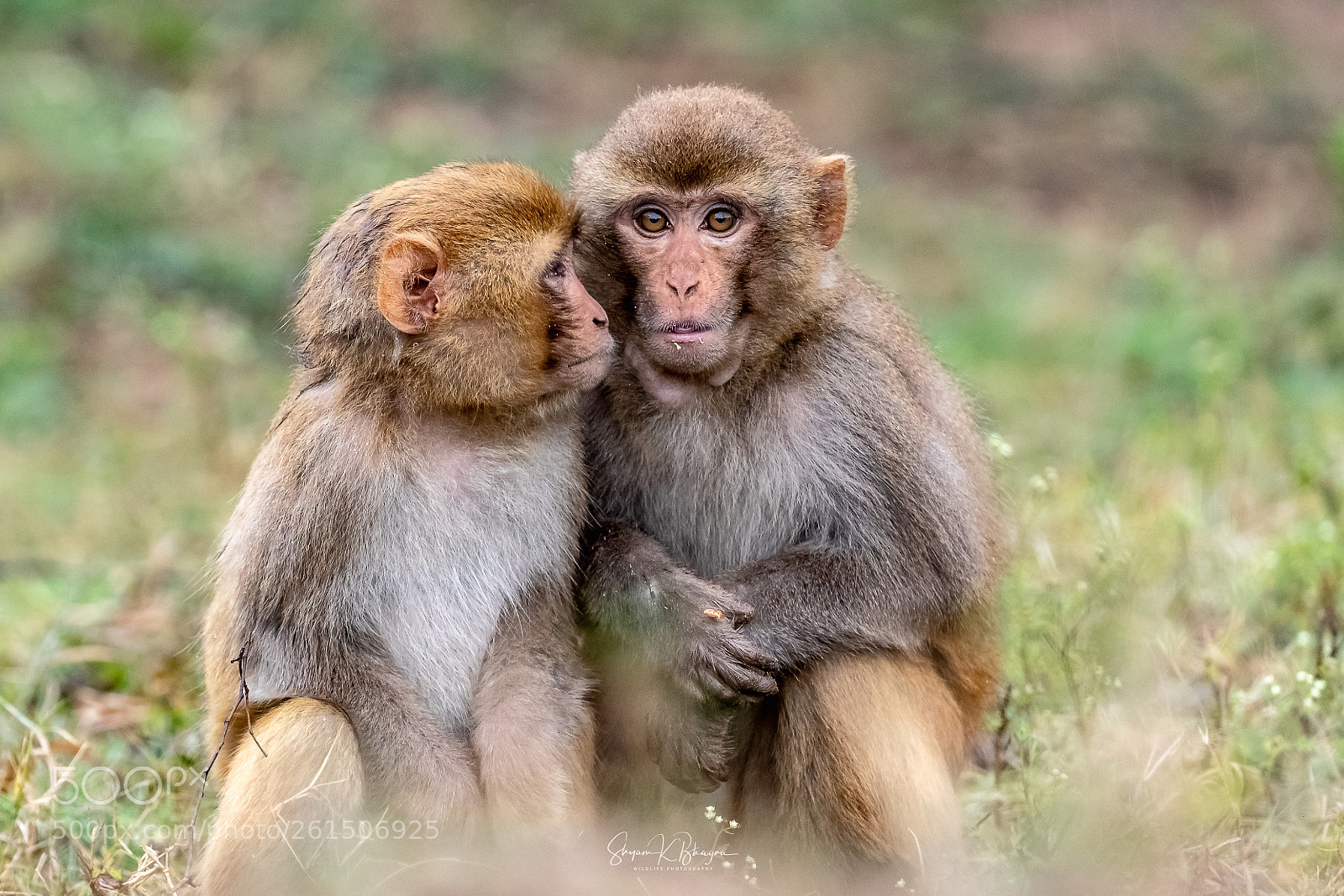 Canon EOS-1D X Mark II sample photo. Rhesus macaque photography