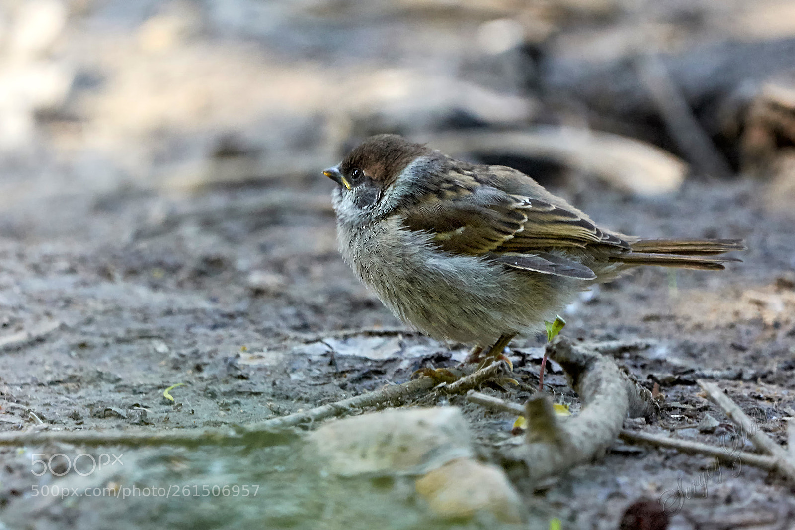 Nikon D7100 sample photo. Sparrow photography