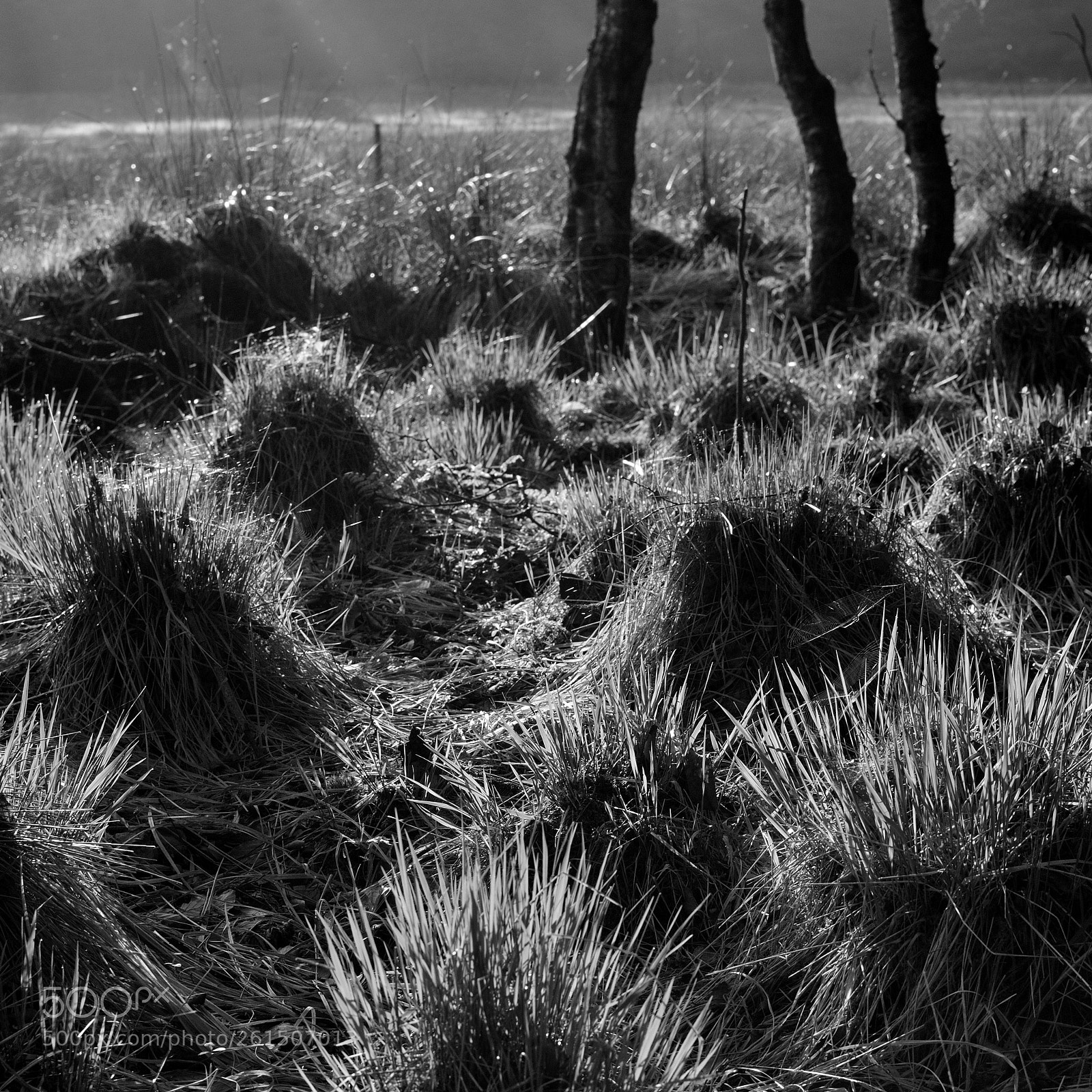 Nikon D5200 + Nikon AF-S DX Nikkor 35mm F1.8G sample photo. Morning light in the photography