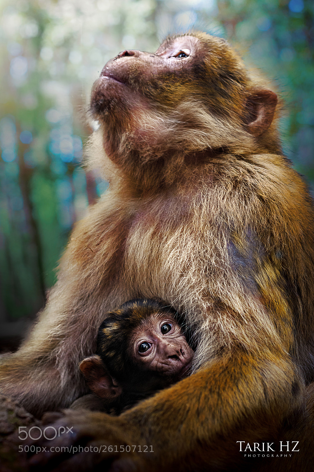 Nikon D5200 sample photo. Motherhood photography