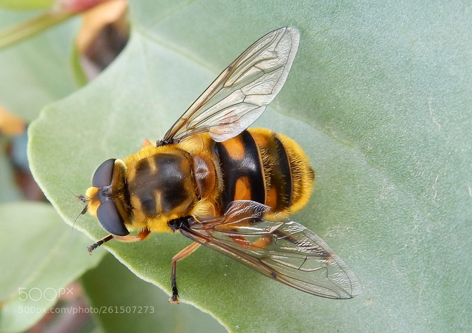 Nikon Coolpix S9900 sample photo. Wild bee photography