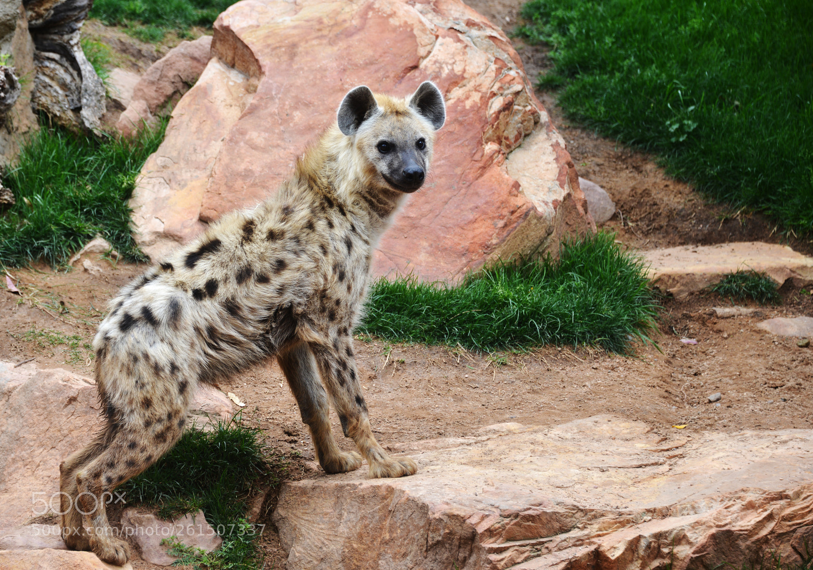 Nikon D800 sample photo. Spotted hyena photography