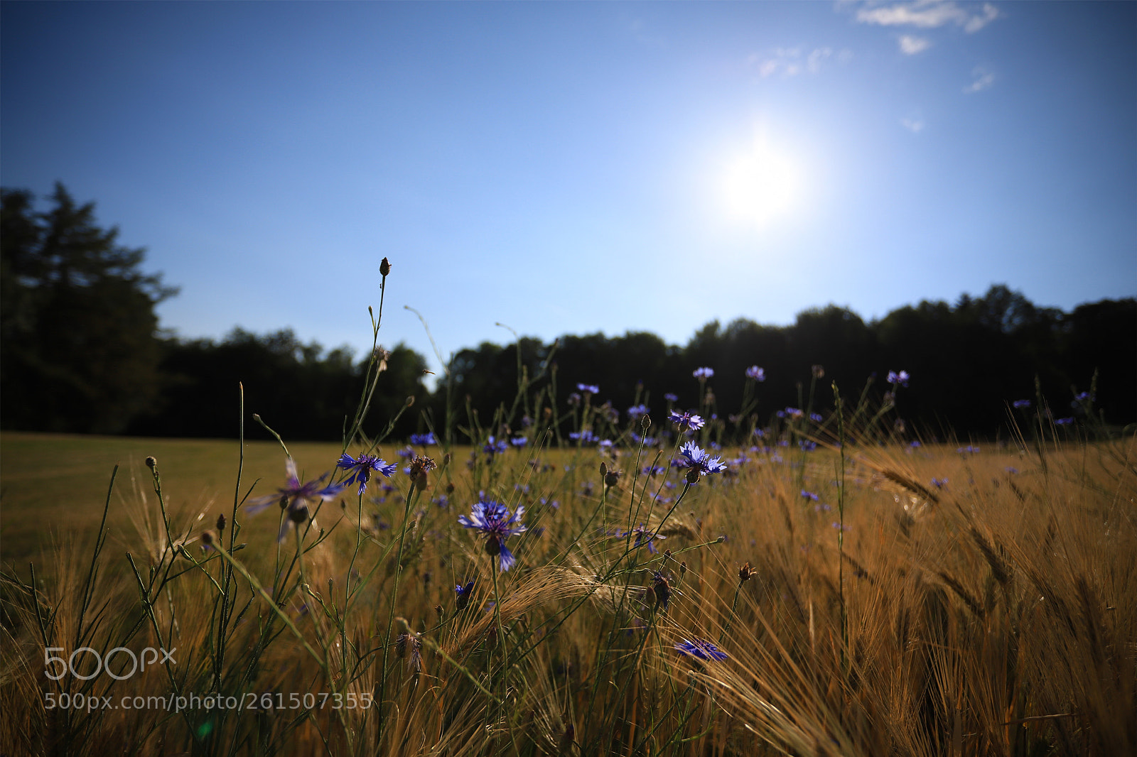 Canon EOS 6D Mark II sample photo. Cornflowers photography
