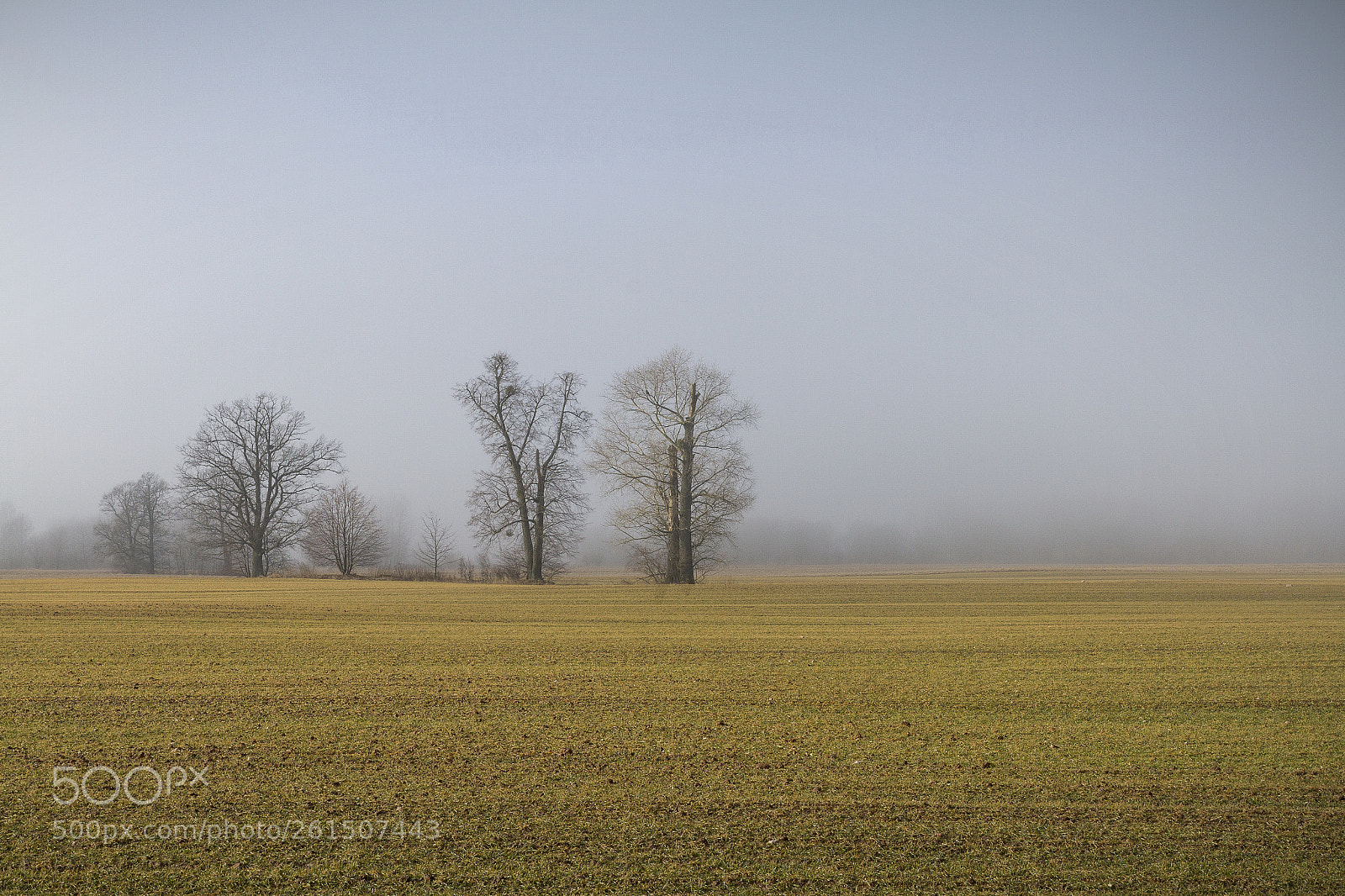 Canon EOS 7D sample photo. Foggy morning photography