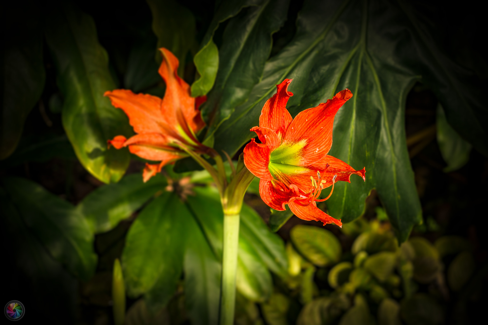 Sony a99 II sample photo. Botanischen gartens st.gallen - 90 photography