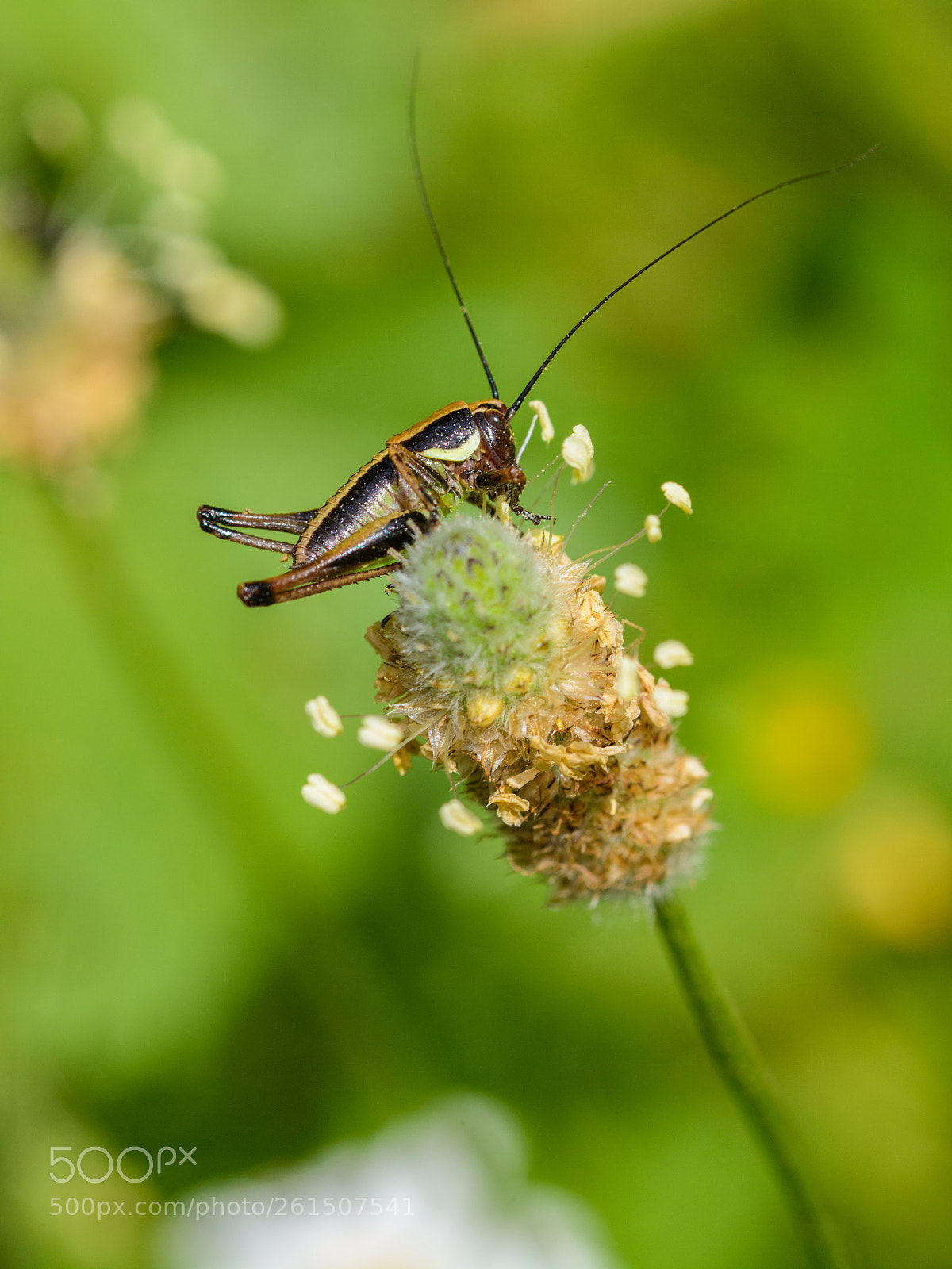 Nikon D7100 sample photo. Jumper photography