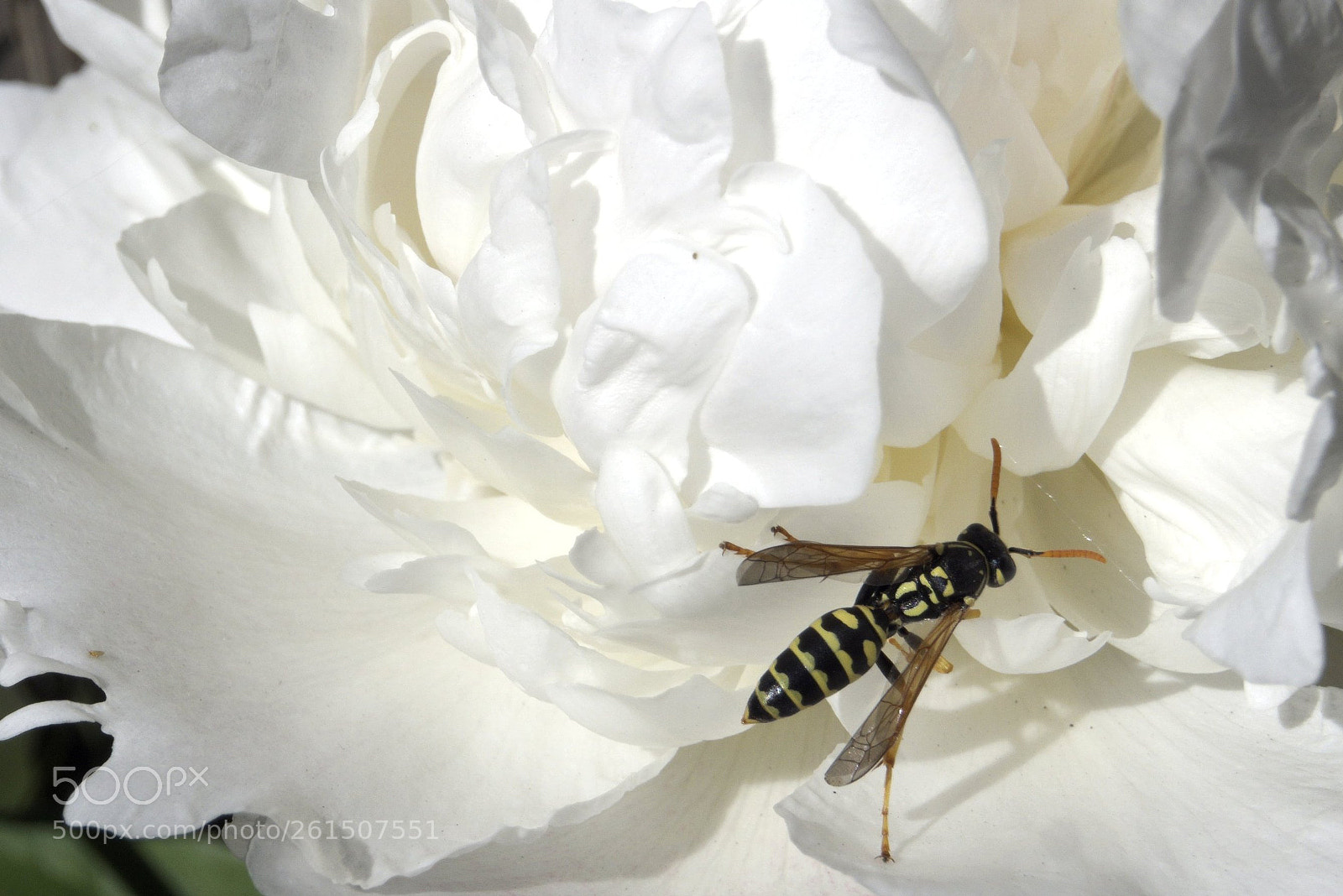 Sony a6000 sample photo. Dsc photography