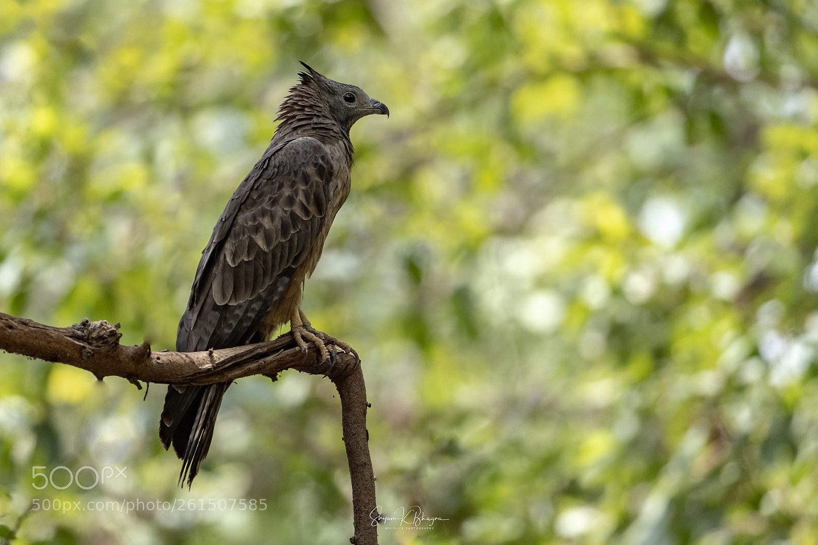 Canon EOS-1D X Mark II sample photo. Honey buzzard photography