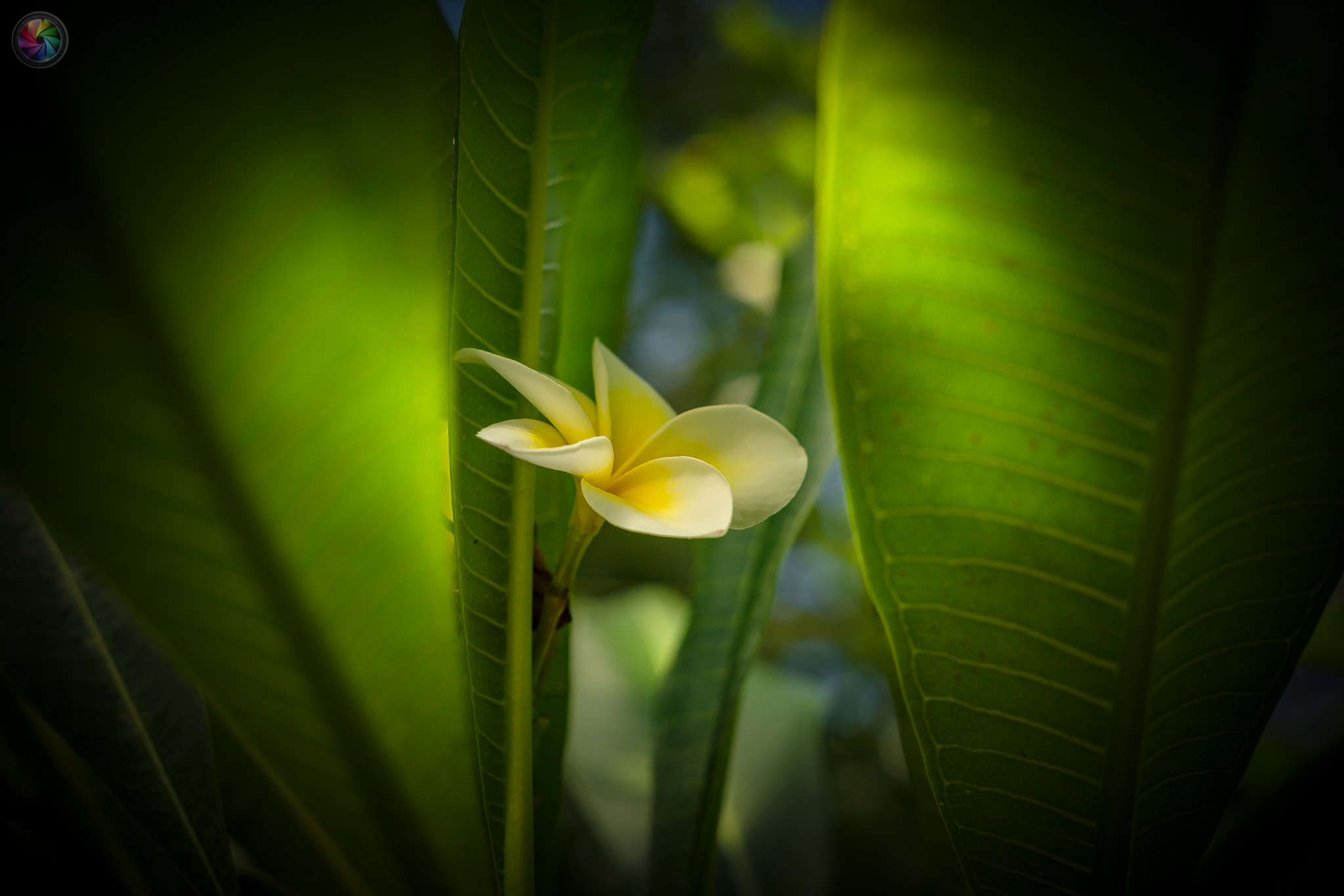 Sony a99 II sample photo. Botanischen gartens st.gallen - 91 photography