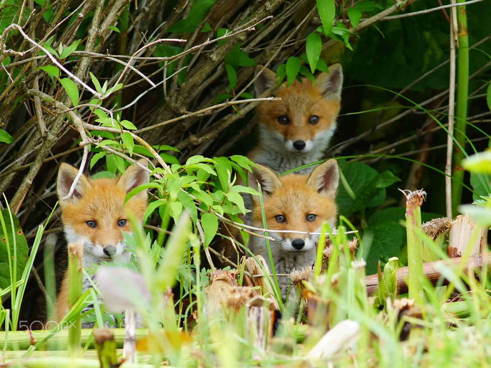 Canon EF 400mm F5.6L USM sample photo. Three brothers photography