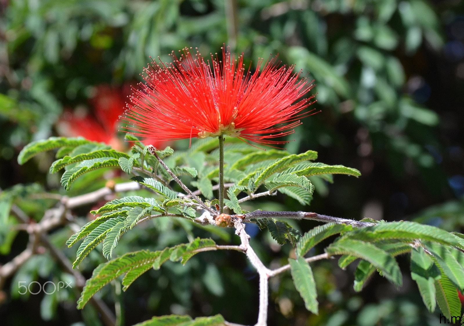Nikon D3100 sample photo. Plumerillo photography