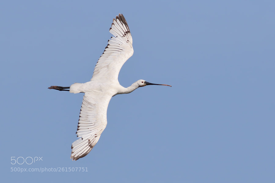Canon EOS 7D Mark II sample photo. Spoonbill photography