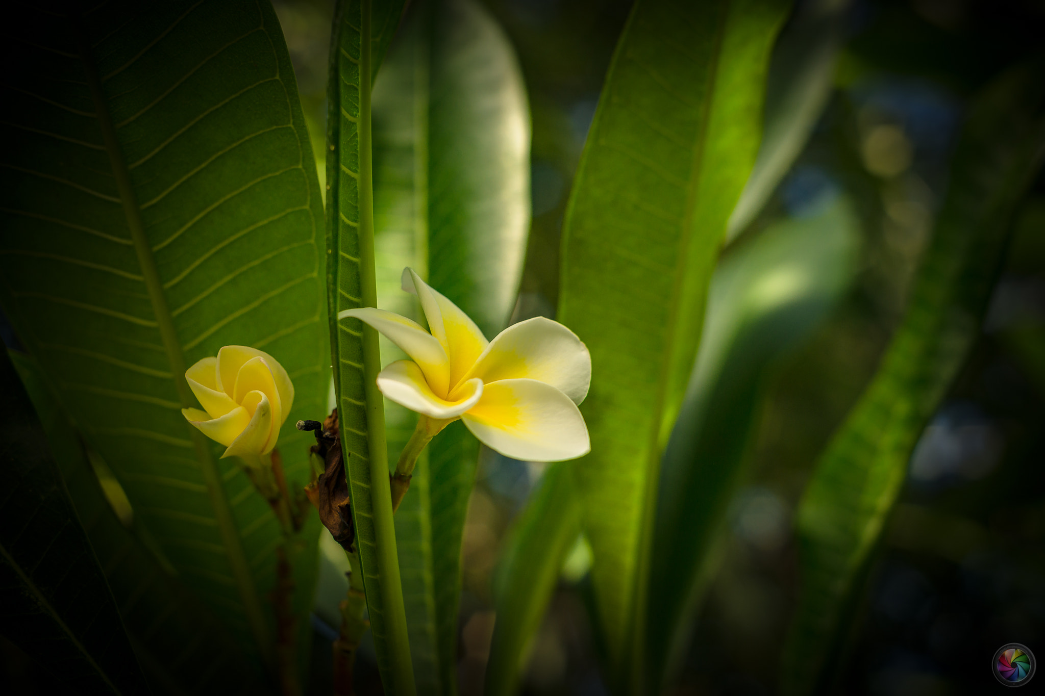 Sony a99 II sample photo. Botanischen gartens st.gallen - 92 photography