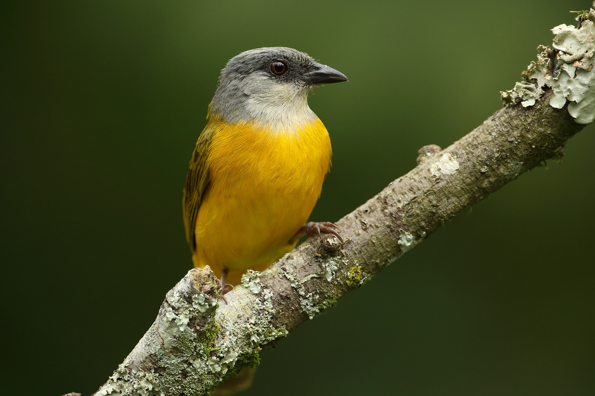Canon EF 500mm F4L IS USM sample photo. Grey-headed tanager -eucometis penicillata photography