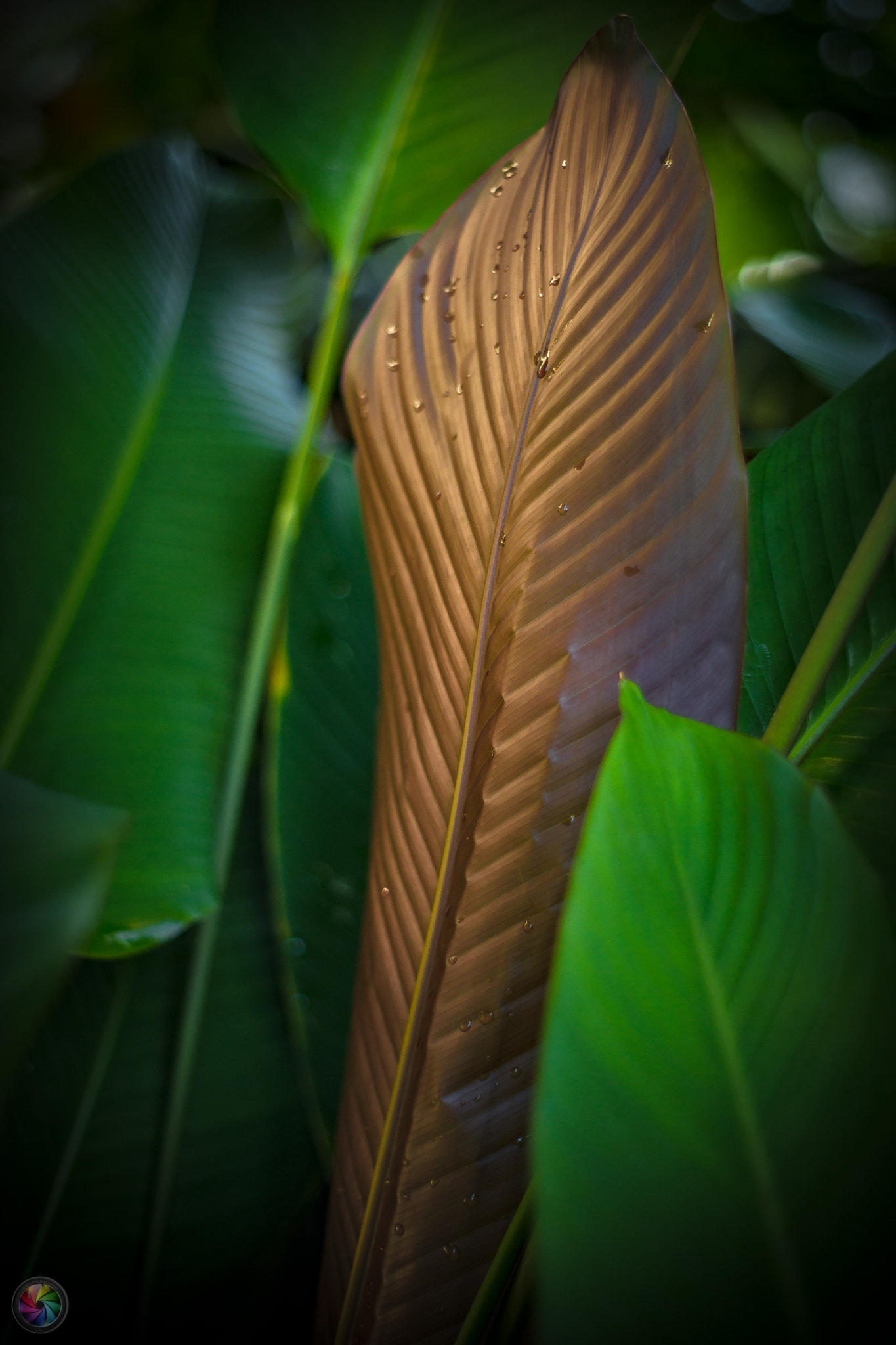 Sony a99 II sample photo. Botanischen gartens st.gallen - 93 photography