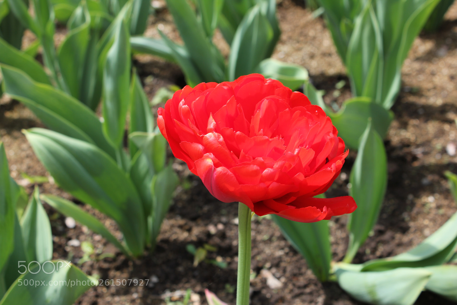 Canon EOS 550D (EOS Rebel T2i / EOS Kiss X4) sample photo. Tulips rosetta mcclain gardens photography