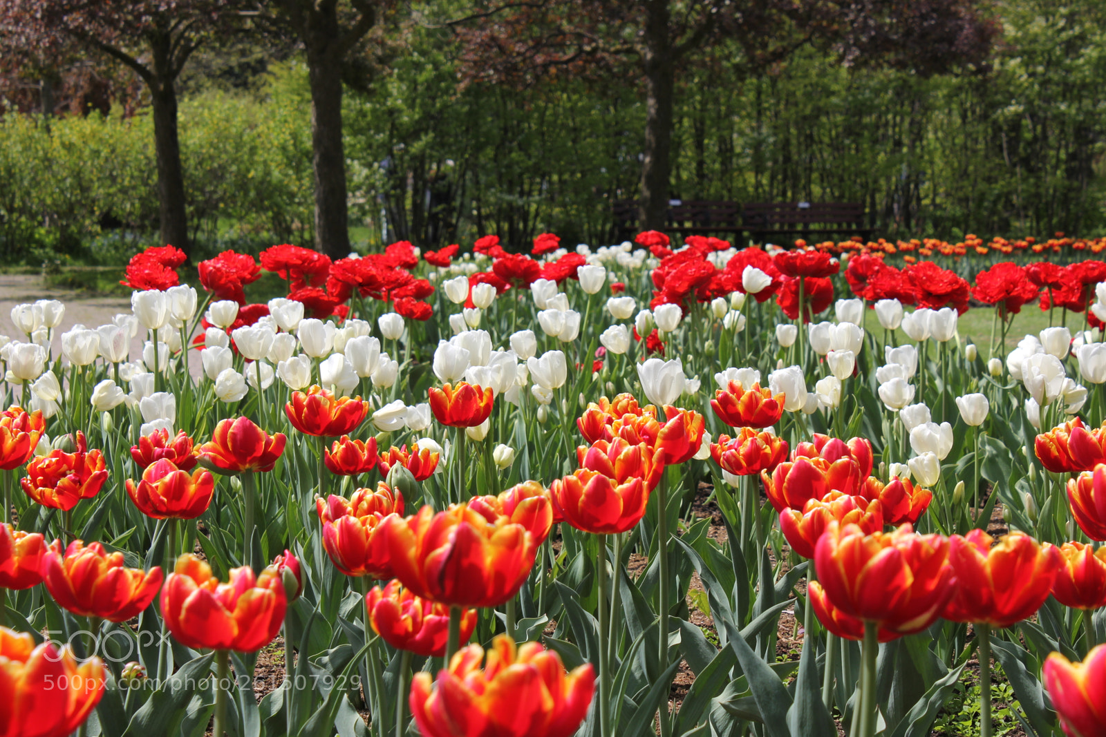 Canon EOS 550D (EOS Rebel T2i / EOS Kiss X4) sample photo. Tulips rosetta mcclain gardens photography