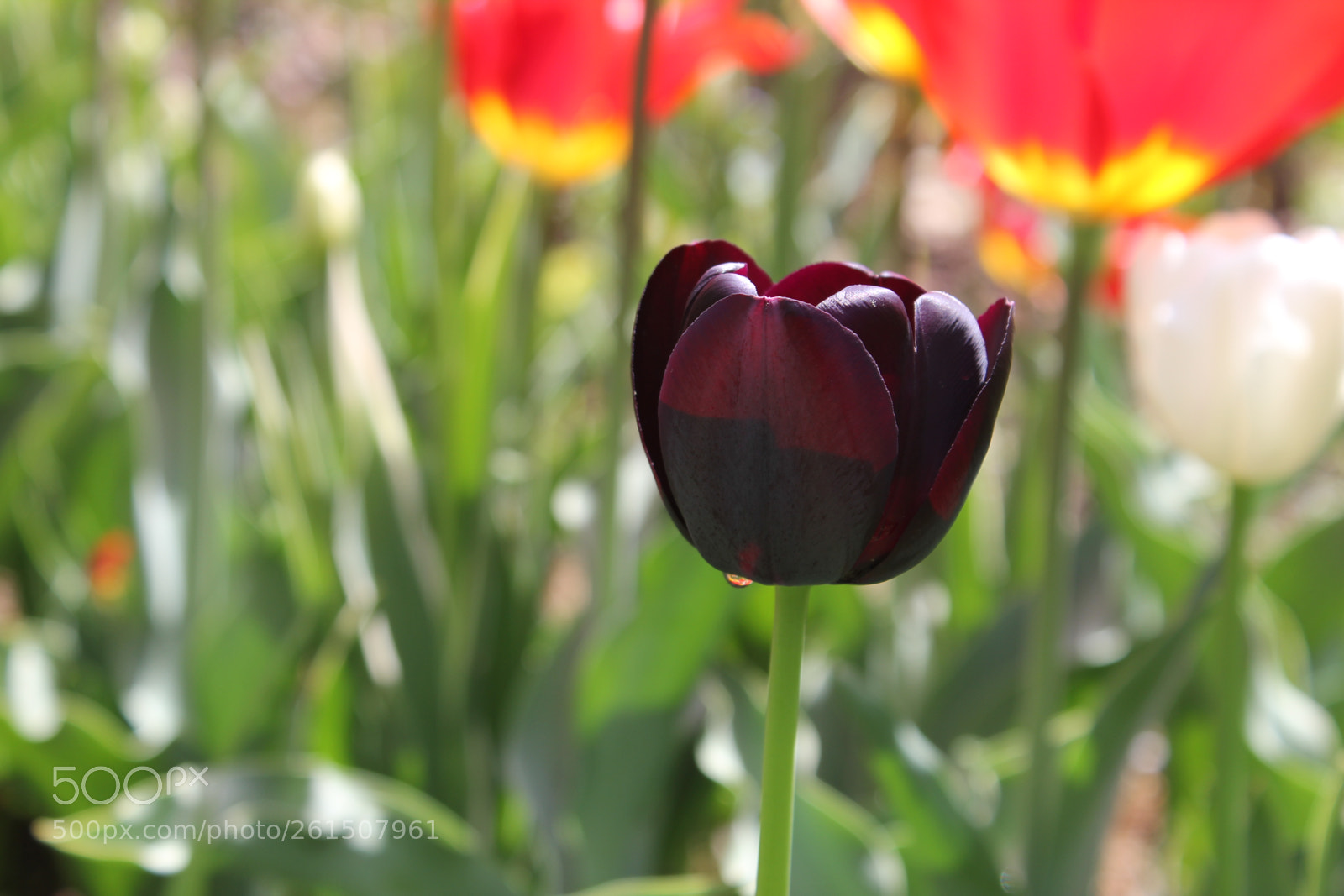 Canon EOS 550D (EOS Rebel T2i / EOS Kiss X4) sample photo. Tulips rosetta mcclain gardens photography
