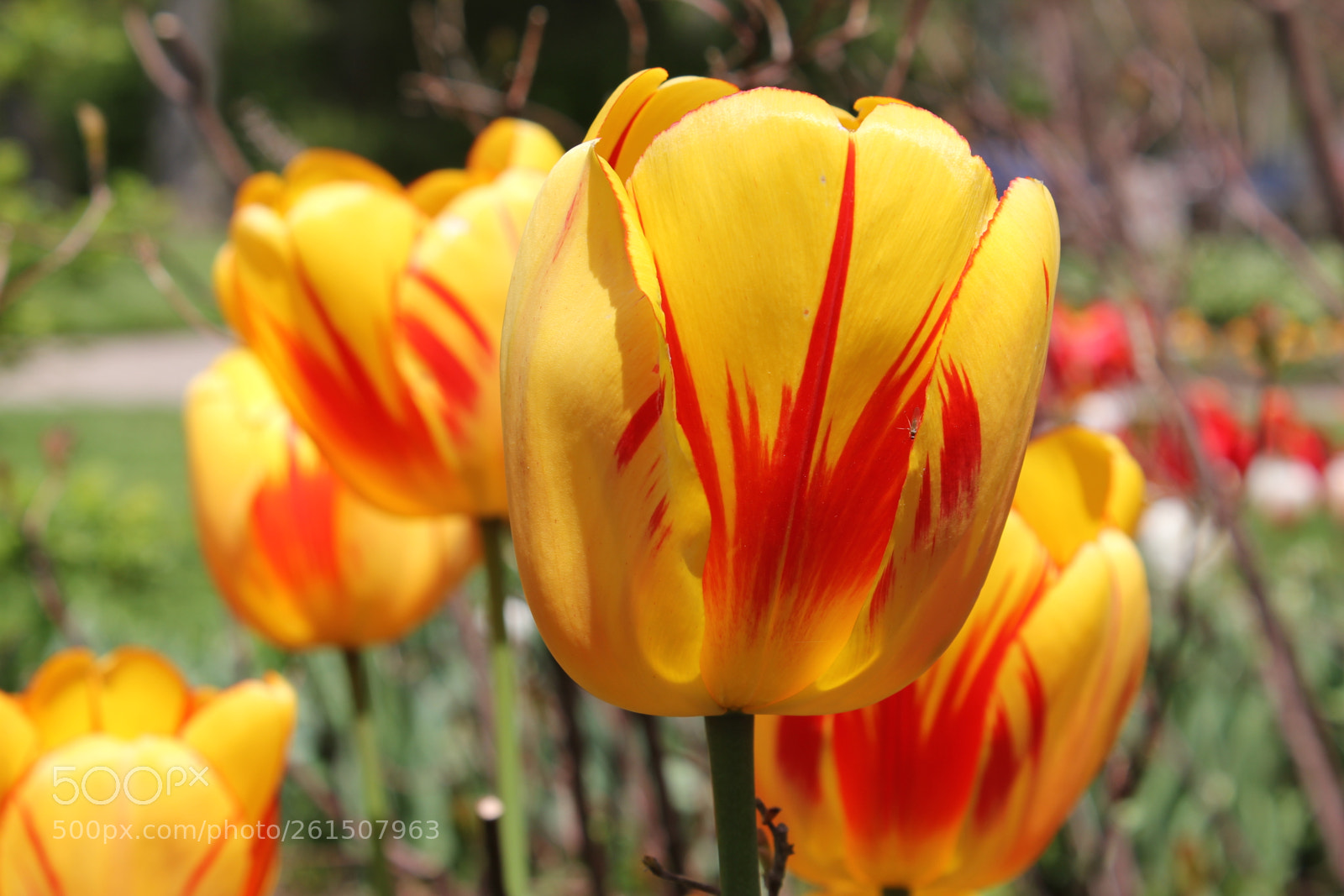 Canon EOS 550D (EOS Rebel T2i / EOS Kiss X4) sample photo. Tulips rosetta mcclain gardens photography