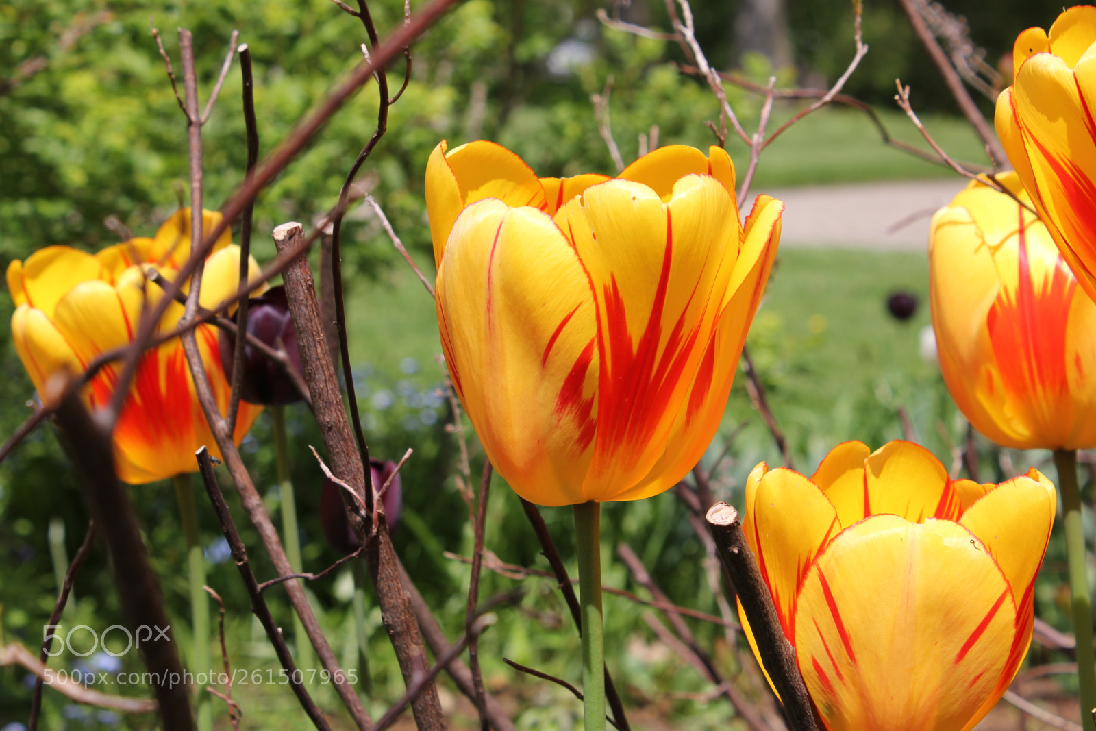 Canon EOS 550D (EOS Rebel T2i / EOS Kiss X4) sample photo. Tulips rosetta mcclain gardens photography