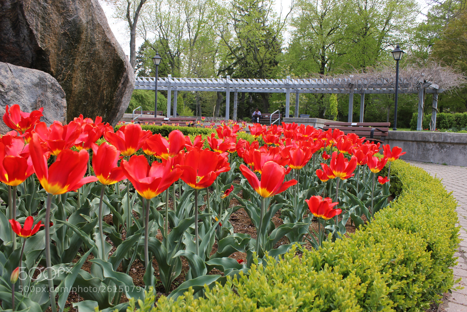 Canon EOS 550D (EOS Rebel T2i / EOS Kiss X4) sample photo. Tulips rosetta mcclain gardens photography