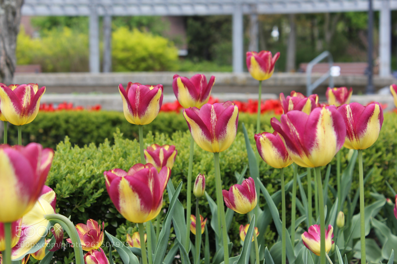 Canon EOS 550D (EOS Rebel T2i / EOS Kiss X4) sample photo. Tulips rosetta mcclain gardens photography