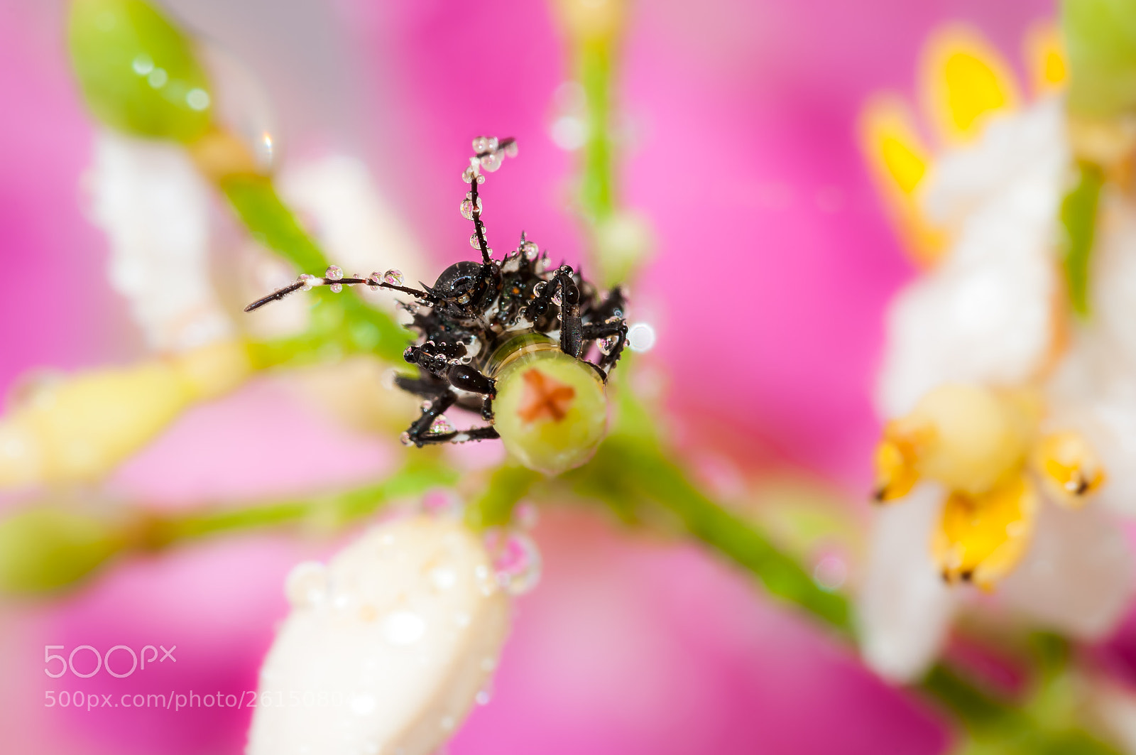 Nikon D300S sample photo. Drops e flowers gocce photography