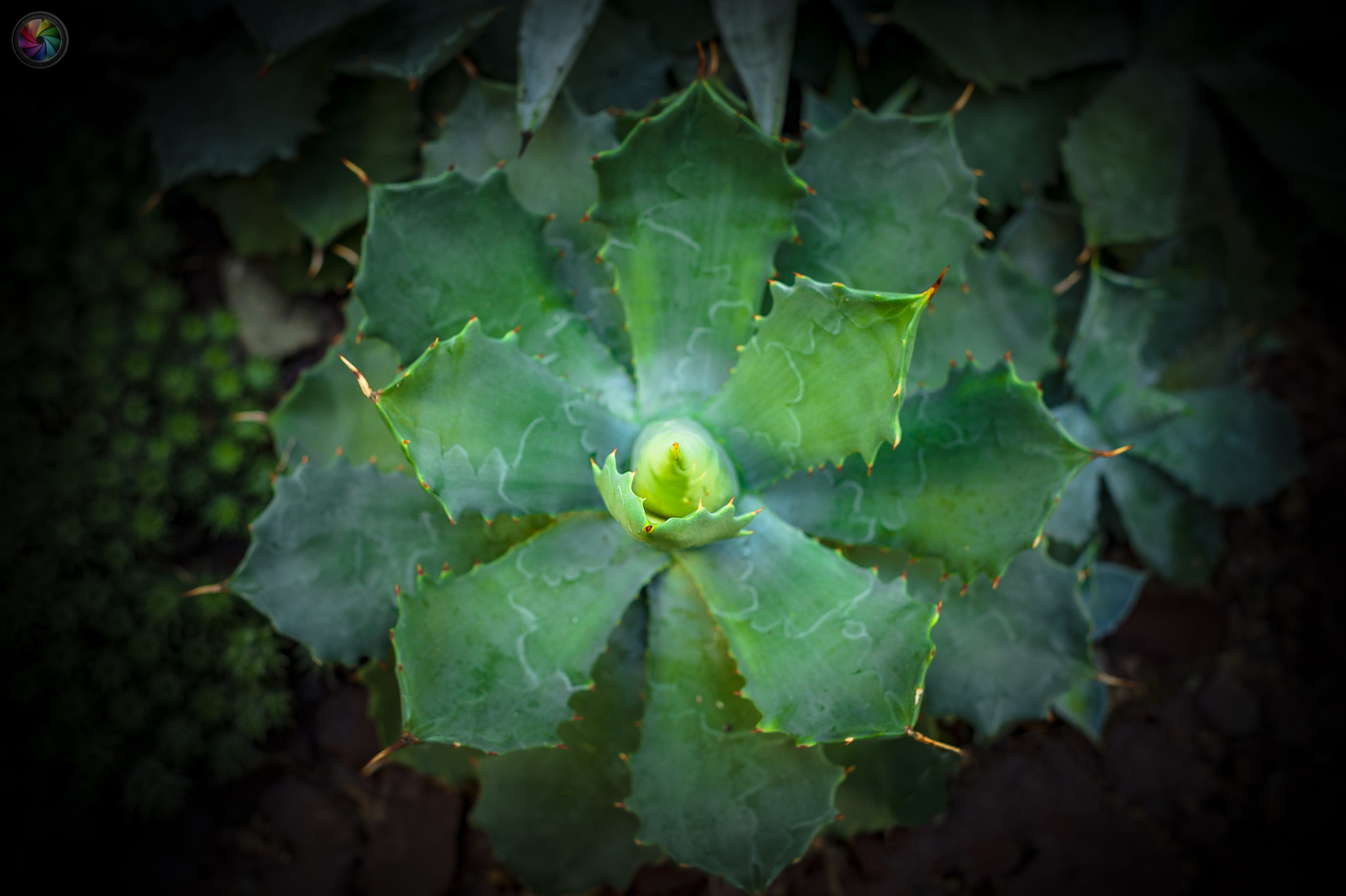 Sony a99 II sample photo. Botanischen gartens st.gallen - 94 photography