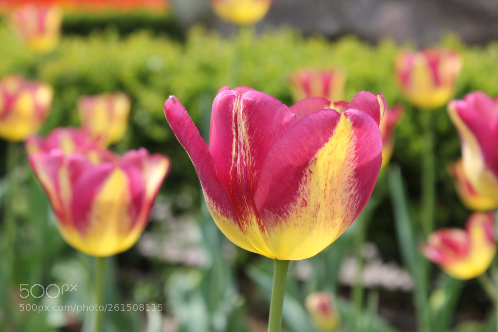 Canon EOS 550D (EOS Rebel T2i / EOS Kiss X4) sample photo. Tulips rosetta mcclain gardens photography