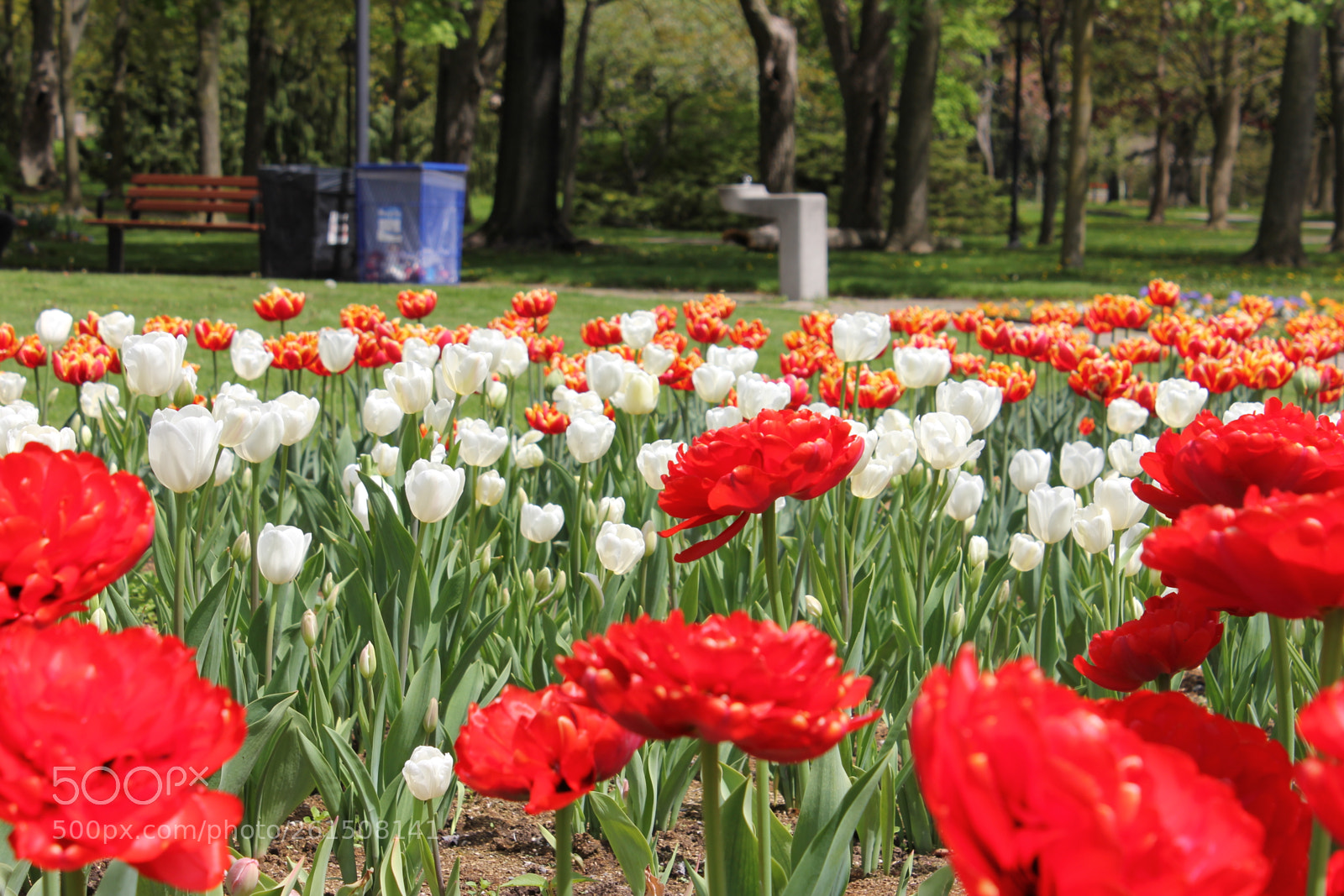 Canon EOS 550D (EOS Rebel T2i / EOS Kiss X4) sample photo. Tulips rosetta mcclain gardens photography