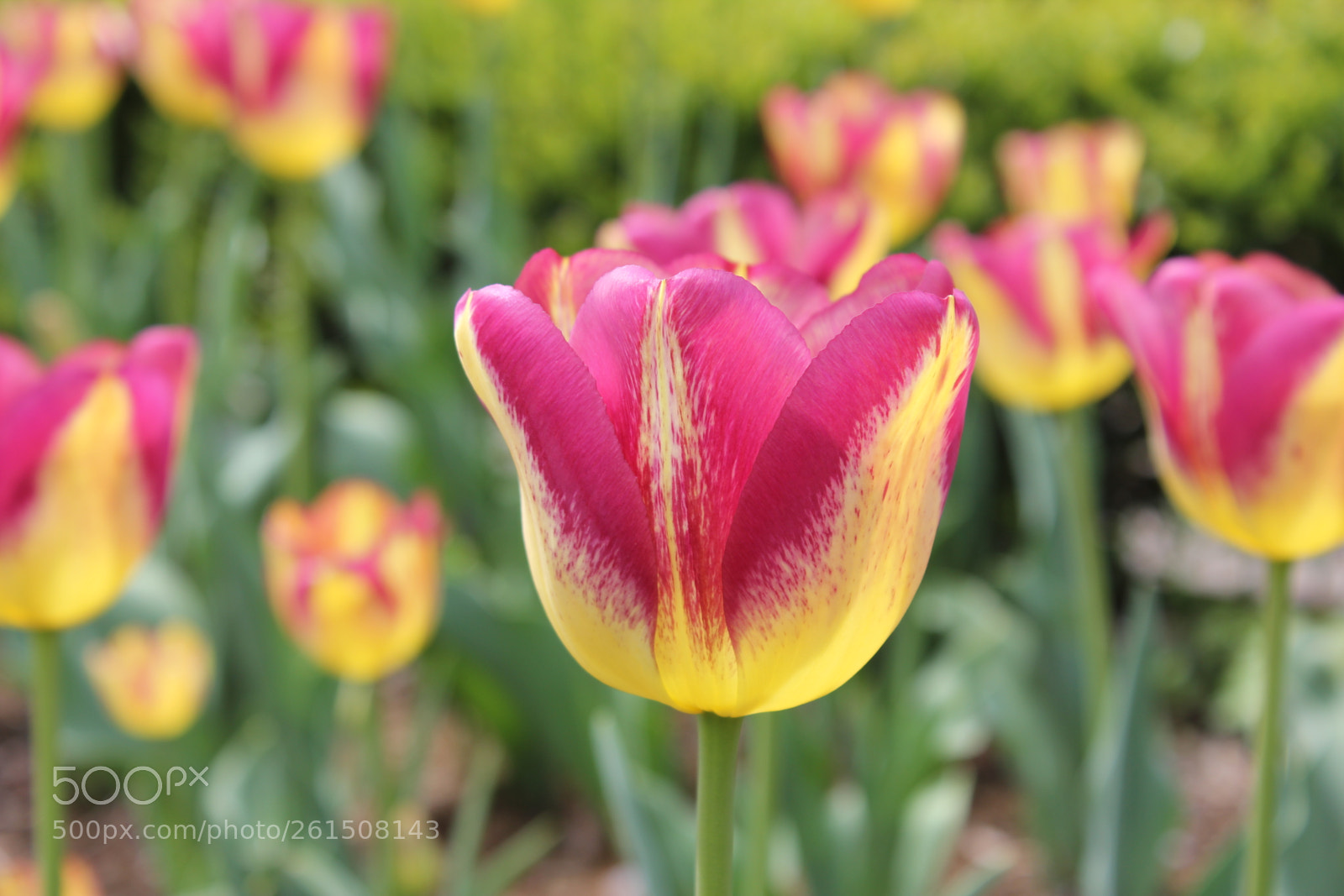 Canon EOS 550D (EOS Rebel T2i / EOS Kiss X4) sample photo. Tulips rosetta mcclain gardens photography