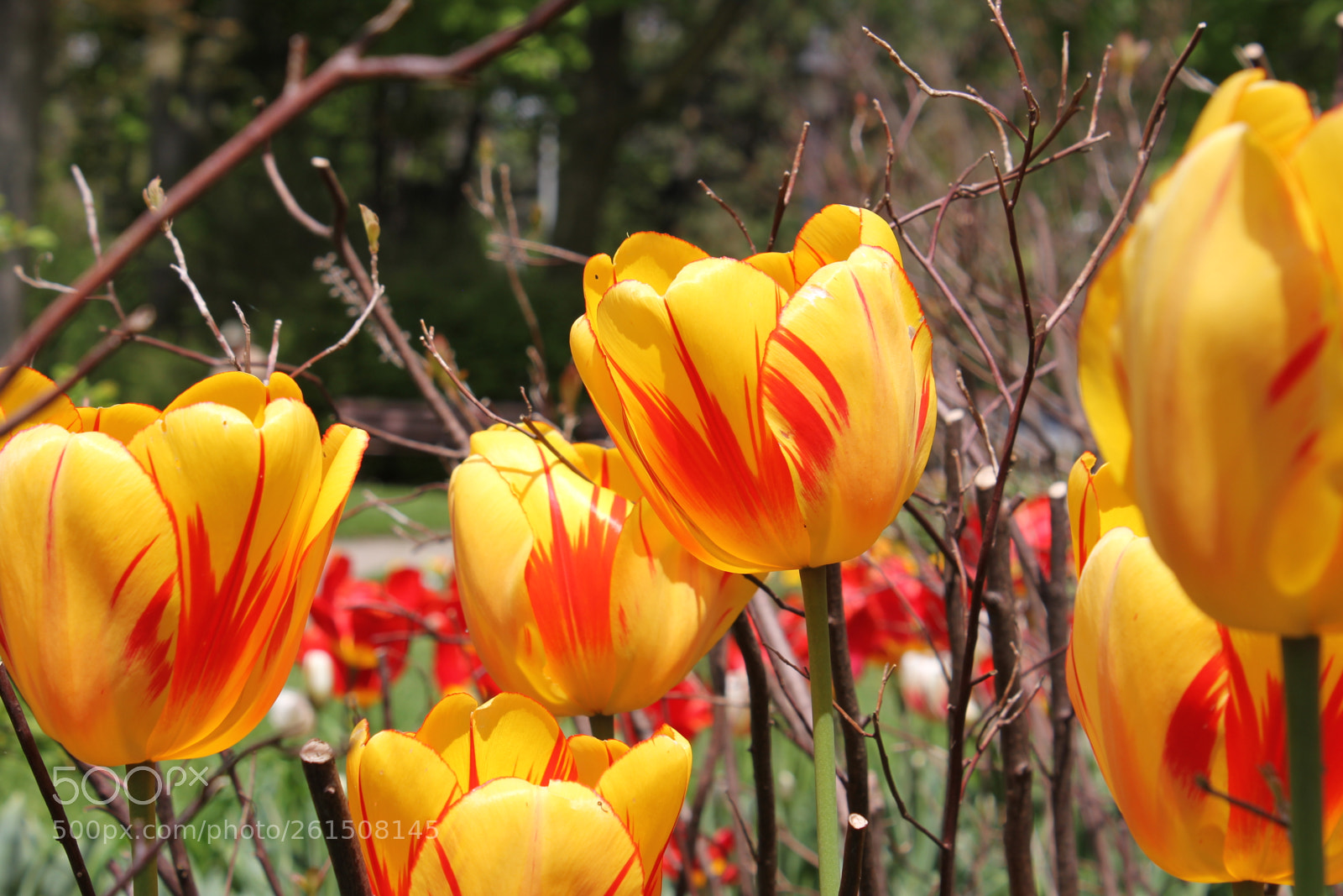 Canon EOS 550D (EOS Rebel T2i / EOS Kiss X4) sample photo. Tulips rosetta mcclain gardens photography