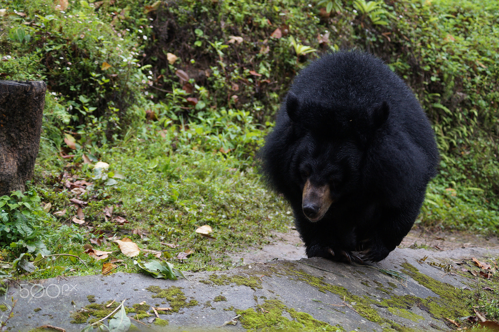 Sony DT 55-200mm F4-5.6 SAM sample photo. Himalayan bear photography