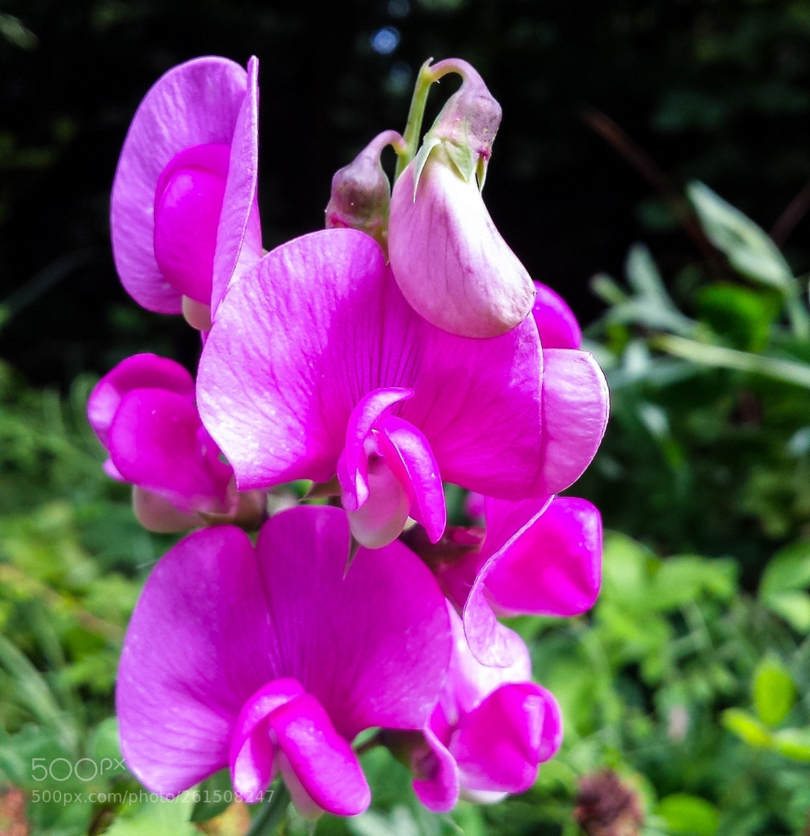 Samsung Galaxy S4 sample photo. 1 lathyrus latifolius photography