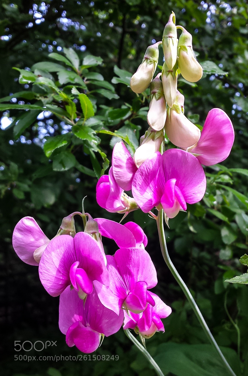 Samsung Galaxy S4 sample photo. 2 lathyrus latifolius photography