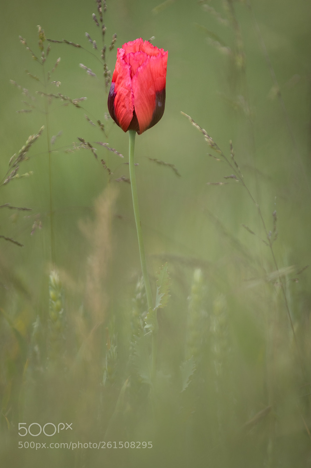 Canon EOS 7D Mark II sample photo. Poppy photography