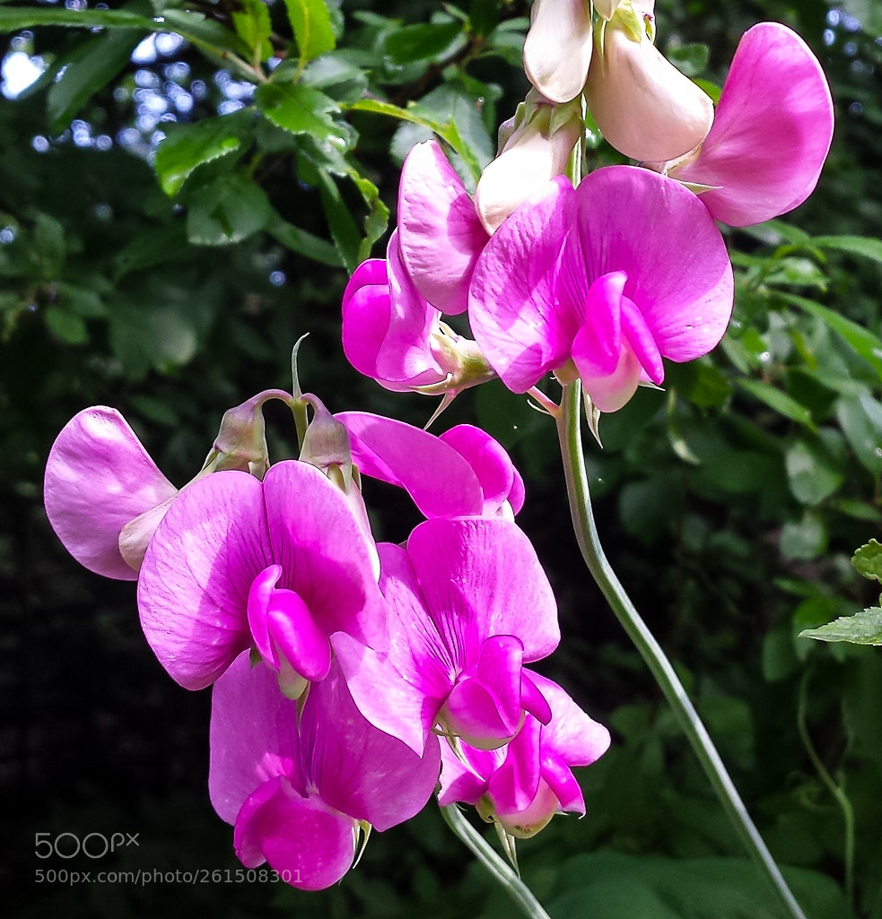 Samsung Galaxy S4 sample photo. 3 lathyrus latifolius photography