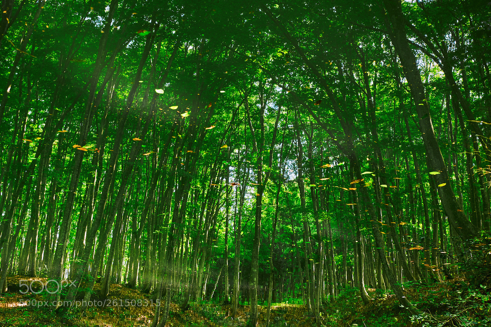 Nikon D850 sample photo. Magical forest photography