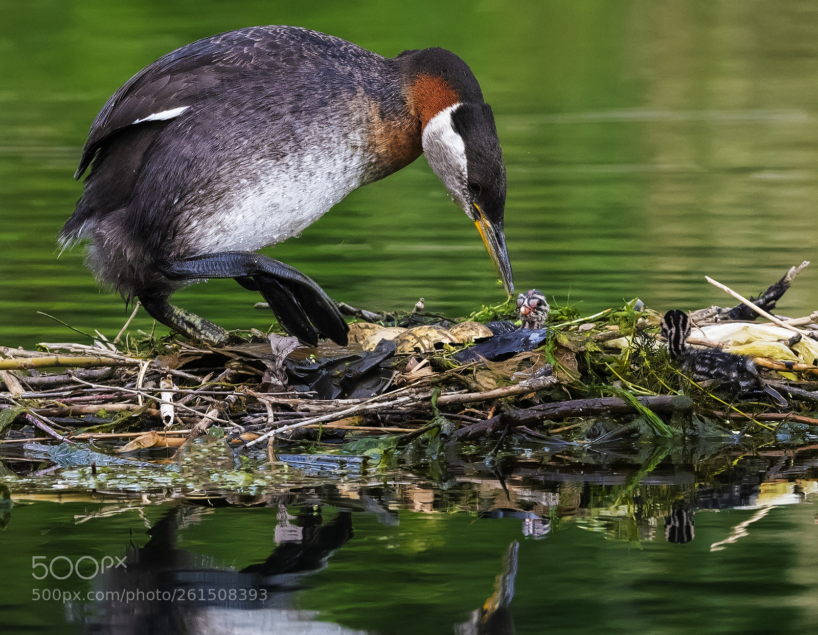 Nikon D850 sample photo. Red necked grebe with photography