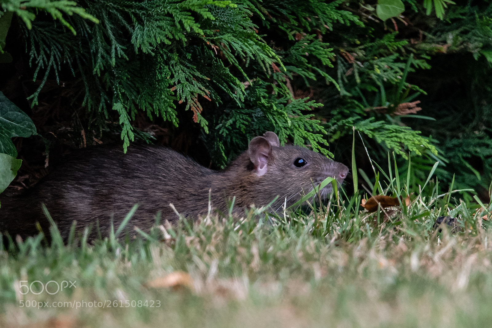 Nikon D850 sample photo. Here comes trouble! photography
