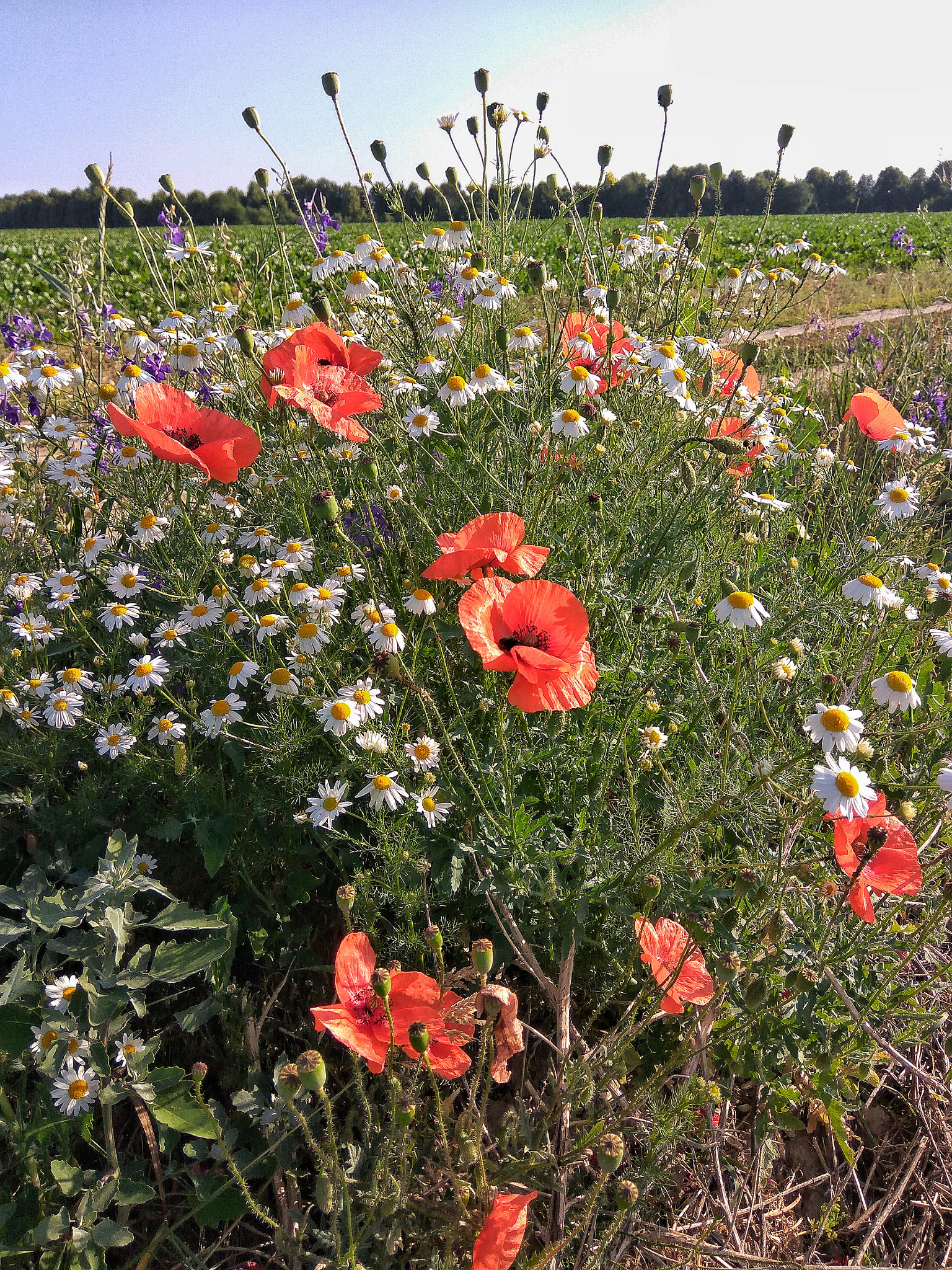 Xiaomi Redmi Note3 sample photo