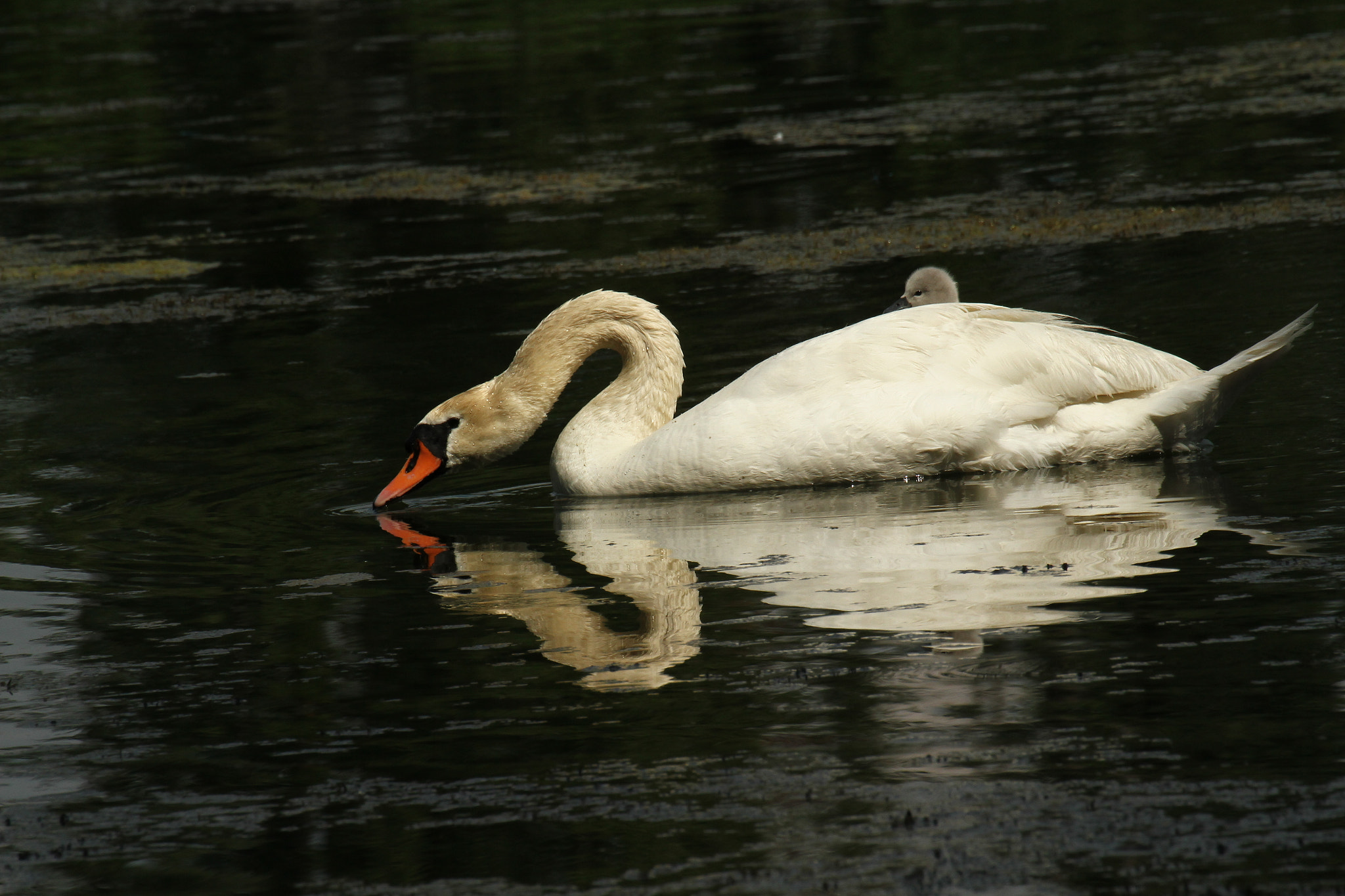 Canon EOS 7D sample photo. Coucou photography