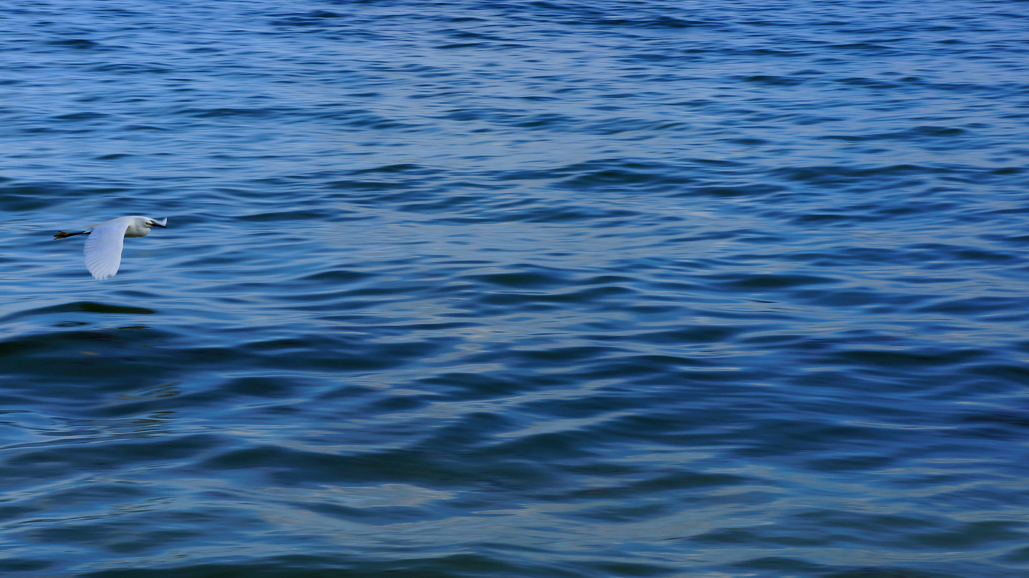 Sony Alpha NEX-5N sample photo. Flying egret photography