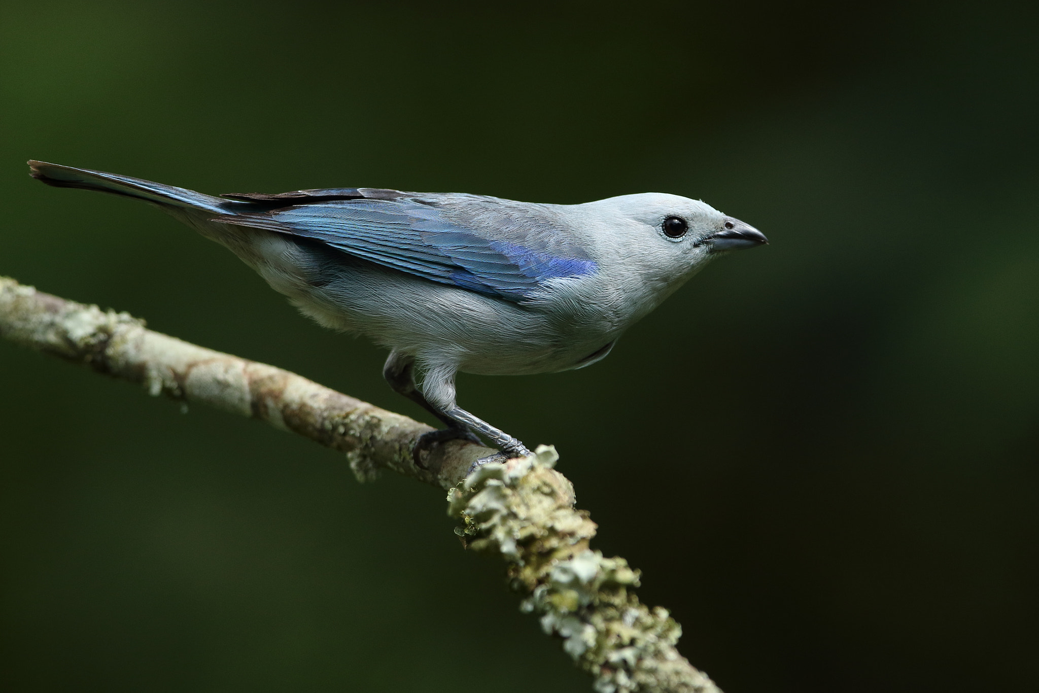 Canon EOS 7D Mark II + Canon EF 300mm F2.8L IS USM sample photo. Blue-gray tanager photography